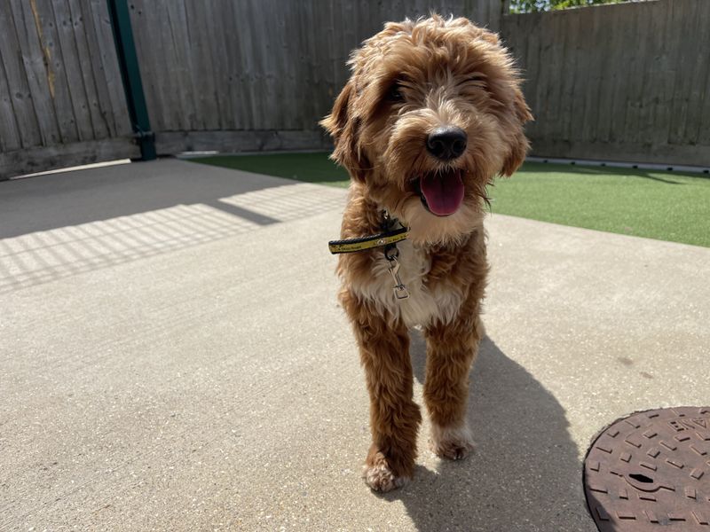 A fluffy tan and white Poodle at Dogs Trust Salisbury