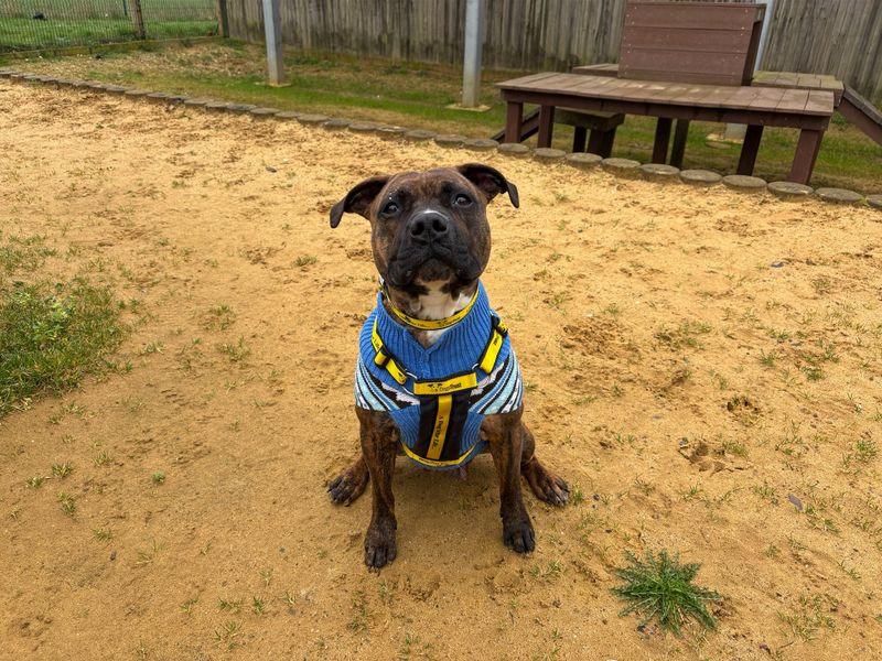 A small bully-type dog on the sand at Dogs Trust Salisbury