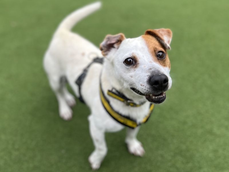 A small terrier with a brown patch over one eye on the grass at Dogs Trust Salisbury