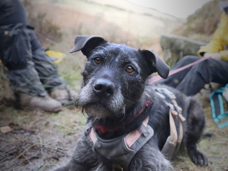 Sponsor dog Brontë, out for an adventure.