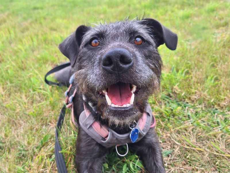 Sponsor dog Brontë, on the grass at Dogs Trust Leeds.