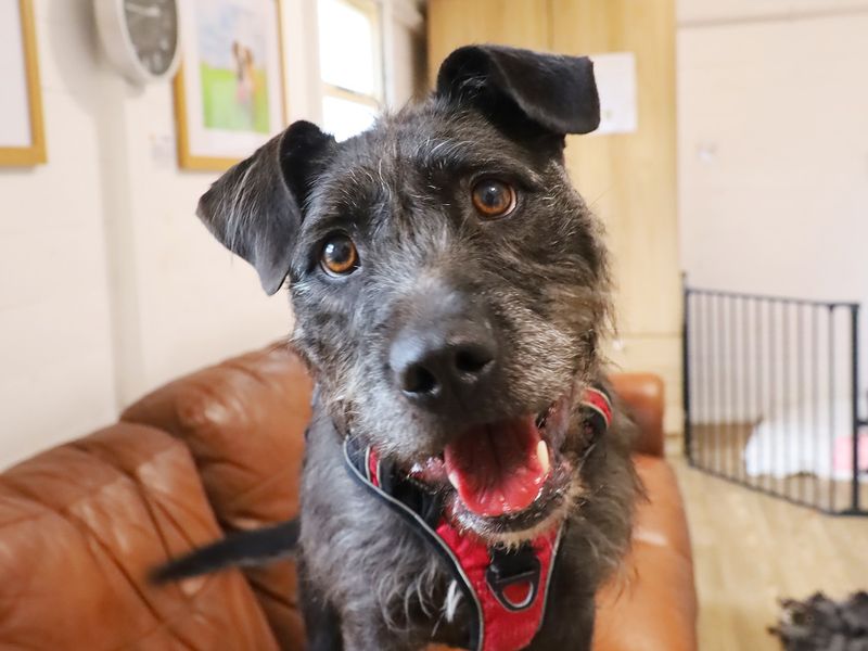 Sponsor dog Brontë, head tilted and looking into the camera.