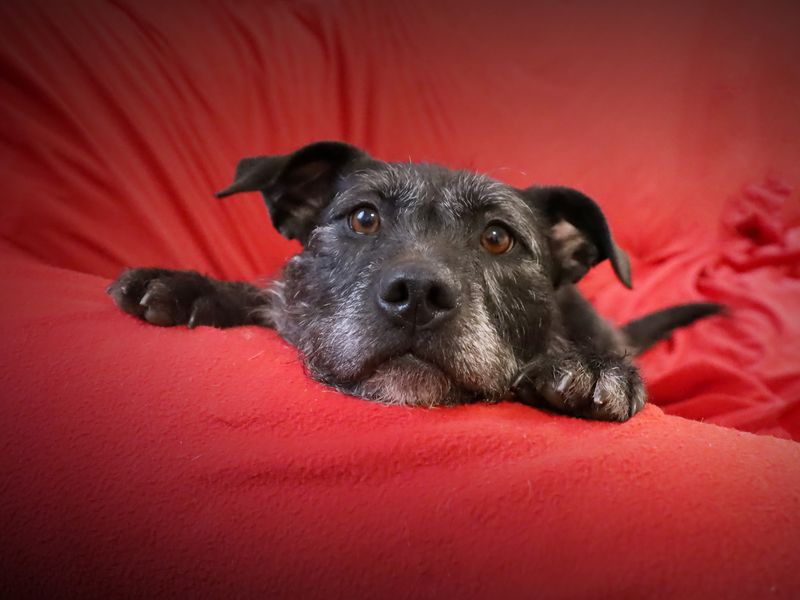 Sponsor dog Brontë, resting on the arm of a red sofa.
