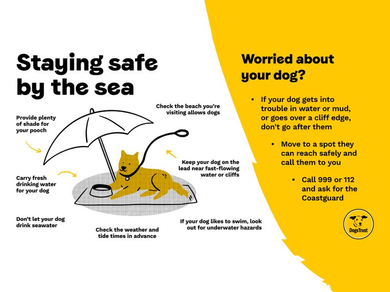 Infographic recommended measures such as shade and hydration to keep your dog safe on hot days at the beach