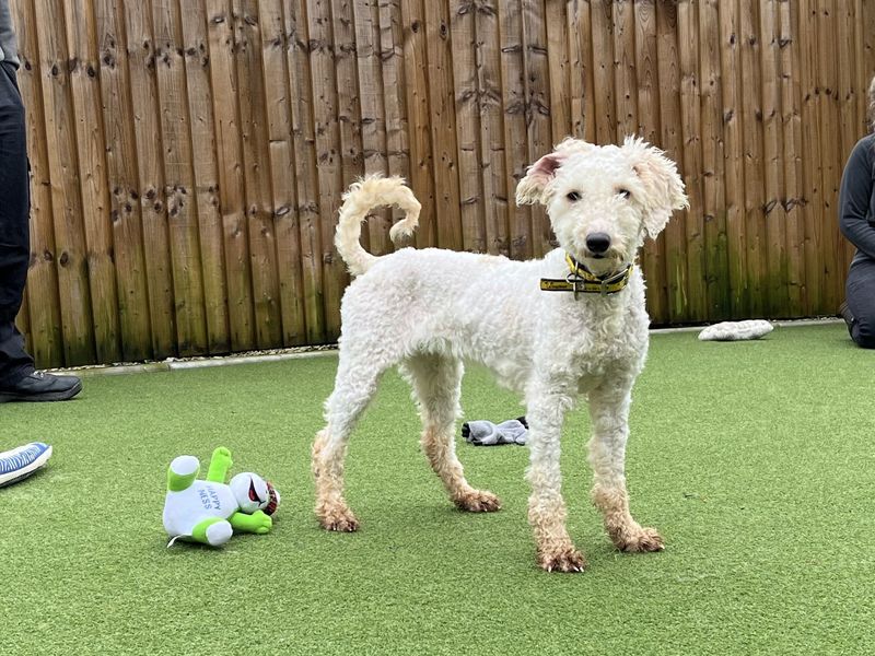A small fluffy white dog at Dogs Trust Salisbury, surrounded by toys