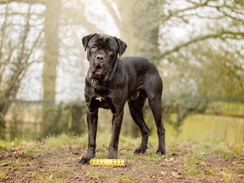 Gentle Giant Atlas standing in the woods.