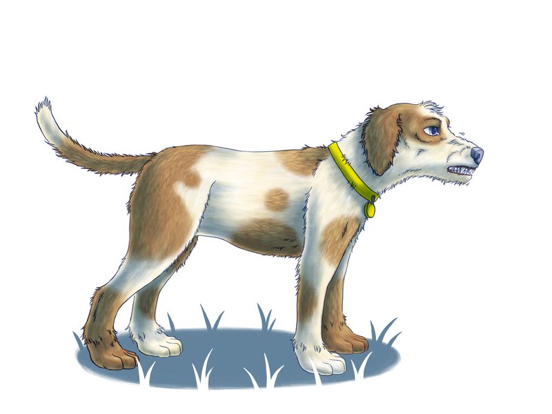illustration of a dog standing up with its tail up high and their teeth bared snarling