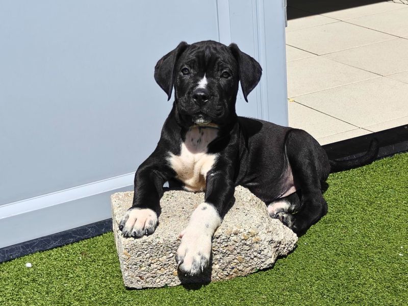 a black and white cane corso mastiff puppy sitting on a fake rock looking at the camera