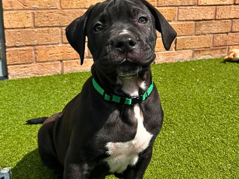 a black and white cane corso mastiff puppy sitting looking at the camera on some green grass wearing a green collar