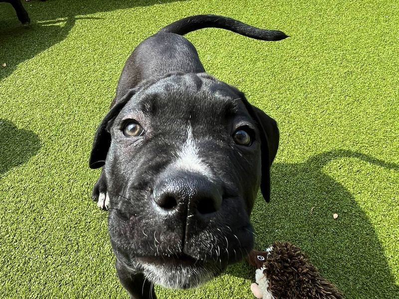 a black and white cane corso mastiff puppy looking at the camera