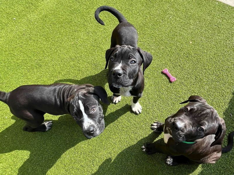 three black and white cane corso and mastiff cross puppies looking up at the camera on green grass