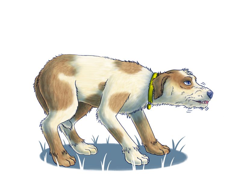 illustration of a dog snarling with its teeth bared, head down, eyes looking up and body hunched back