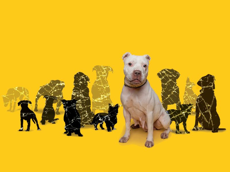 daisy a white crossbreed dog sitting amongst black scribbled outlines of other breeds of dog behind a yellow background