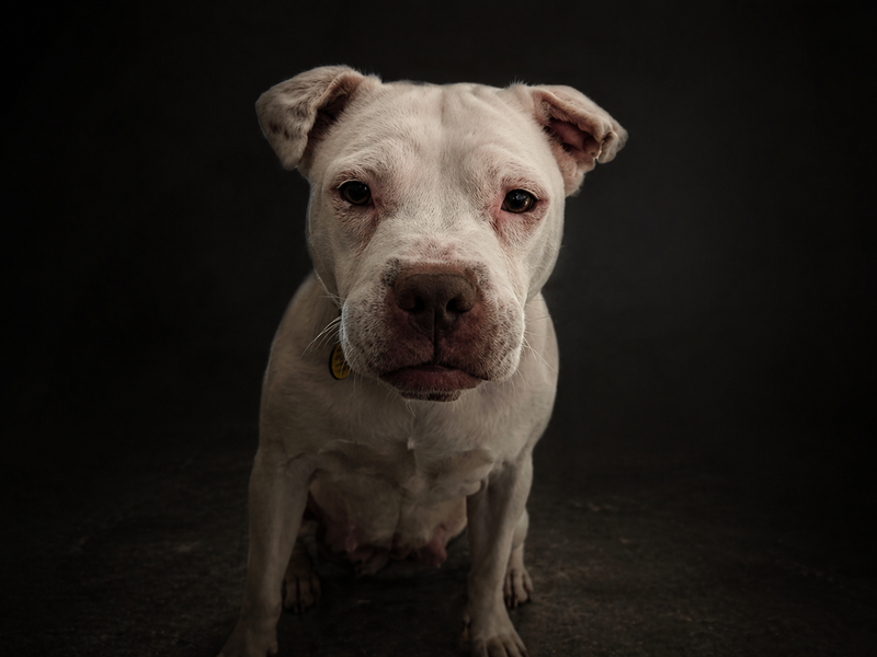 A dark background shot of Daisy a white Bully-type dog looking at the camera 