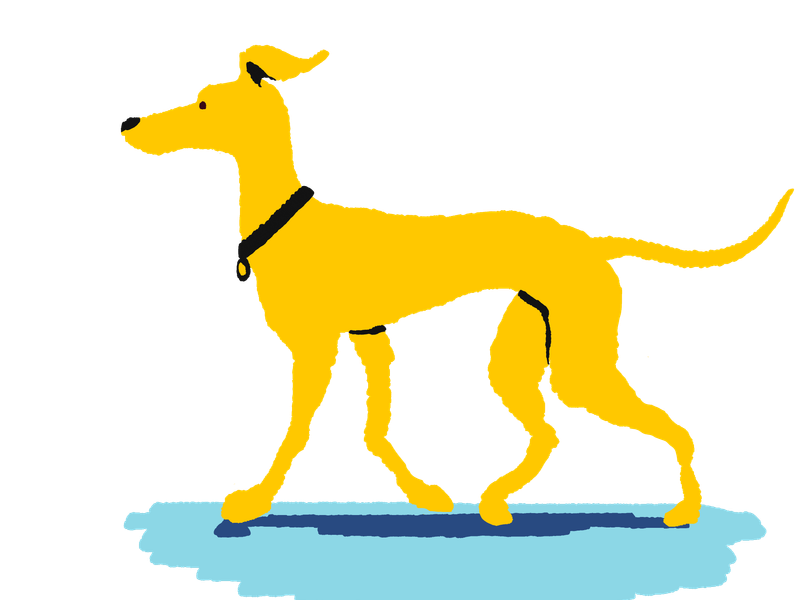 illustration of a large yellow sighthound walking