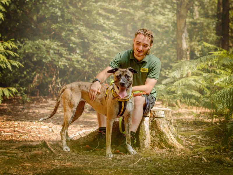 Gentle Giant Ella standing in the woods with carer.