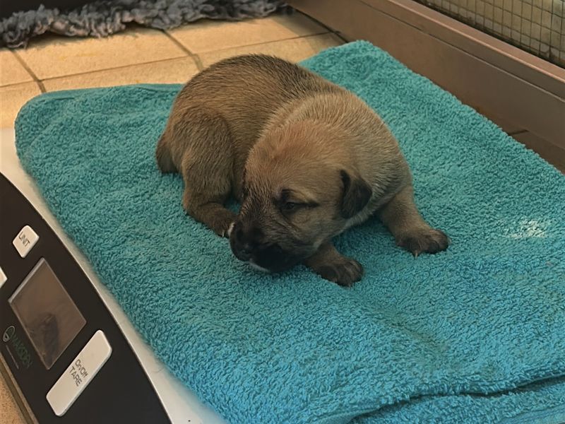 a small puppy being weighed on some scales on a blue towel with it's littermates in the background in a whelping box