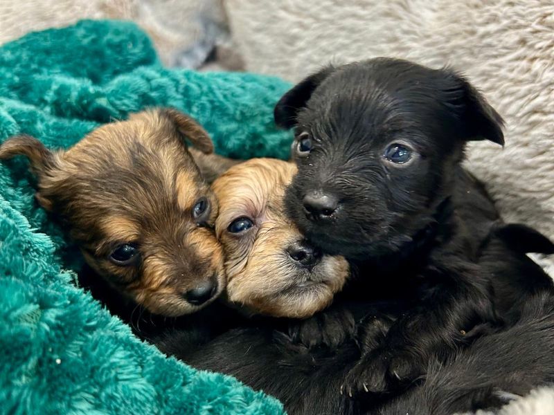 a brown, tan and black yorkshire terrier puppies cuddling close together in a bed with a teal blanket