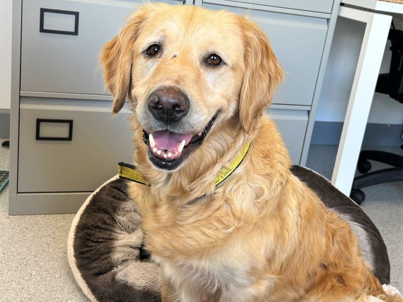 remi a golden retriever looking at the camera with her mouth open in an office in a dog bed