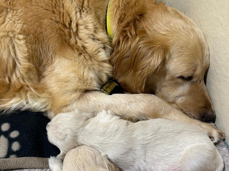 remi a golden retriever lying with her puppies