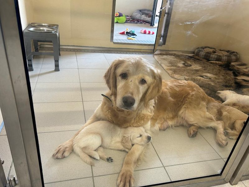 Remi a golden retriever in kennels with her puppies