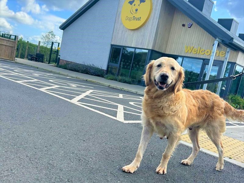 remi a golden retriever looking at the camera in front of a dogs trust rehoming centre on lead