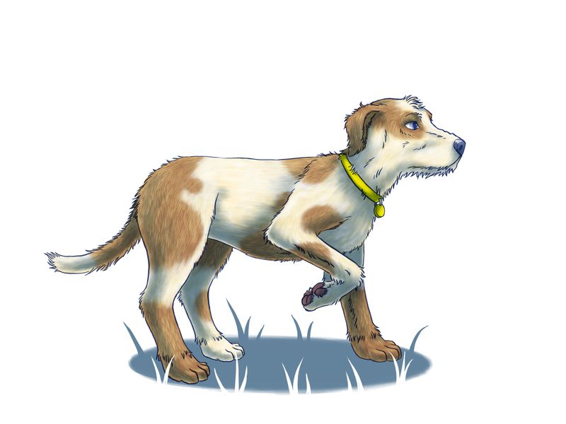illustration of a dog standing looking away pointing with one paw lifted
