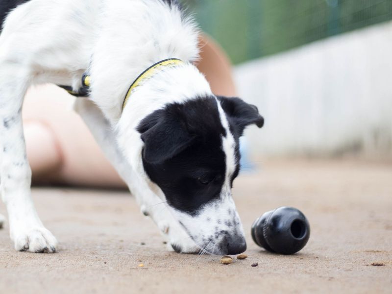 a black and white border collie eating treats off the floor that's fallen out of a black kong toy