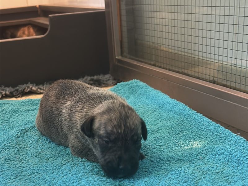 a small puppy being weighed on some scales on a blue towel with it's littermates in the background in a whelping box