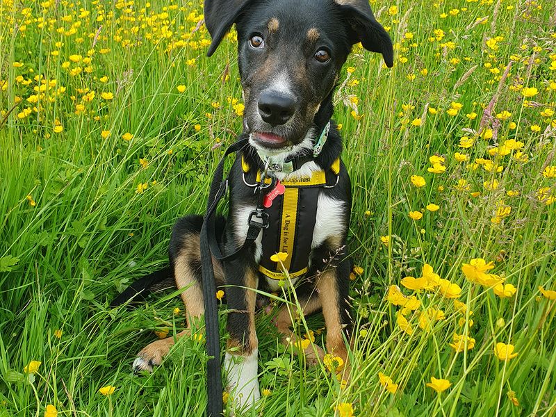 a tri-coloured collie and labrador cross sitting in a field with yellow flowers wearing a harness and lead