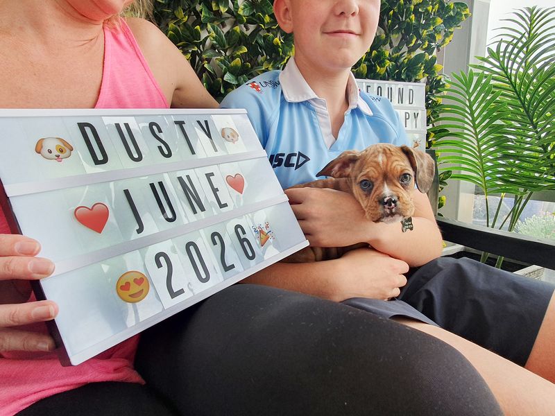 a small boxer cross tan puppy in the arms of a small boy with a lady sitting next to him holding a adoption day sign for their new dog