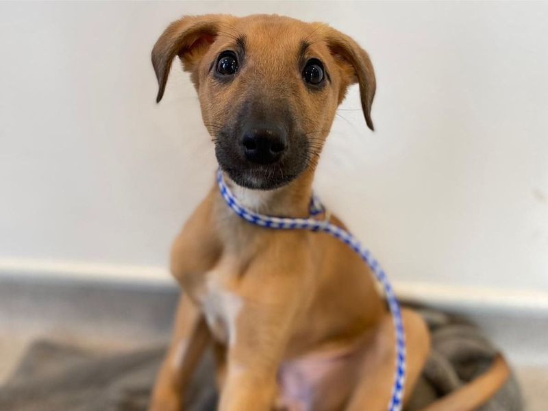 Luna a tan Lurcher puppy with a blue and white checkered thin lead round her neck.