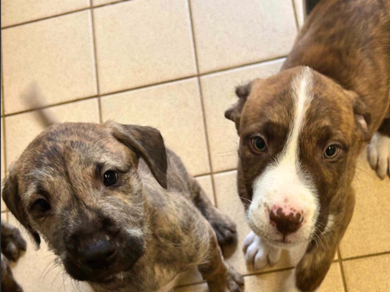 two lurcher cross puppies looking at the camera and wagging their tails