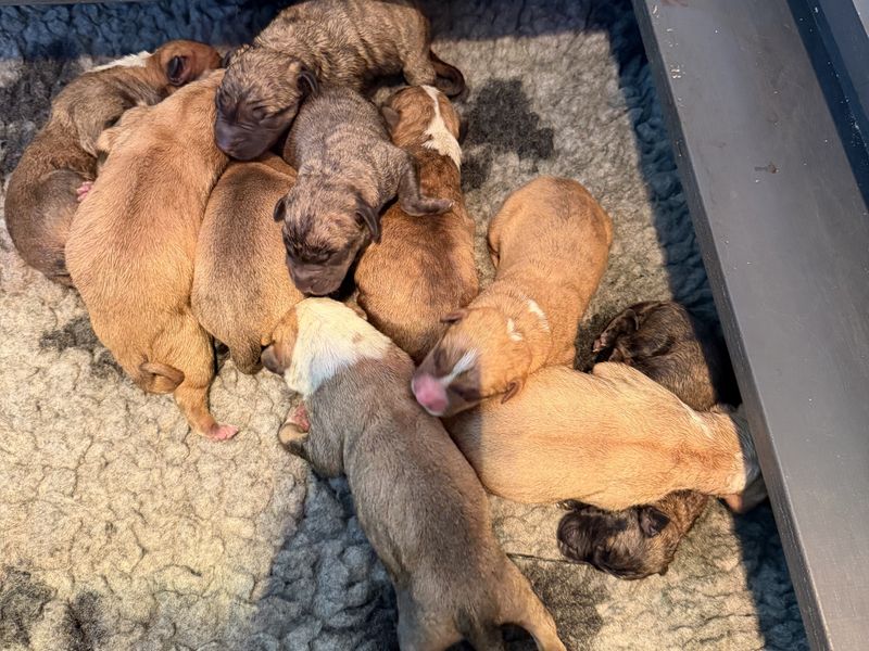 nine lurcher cross puppies sleeping together