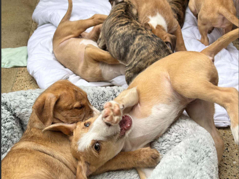 nine lurcher cross puppies playing together