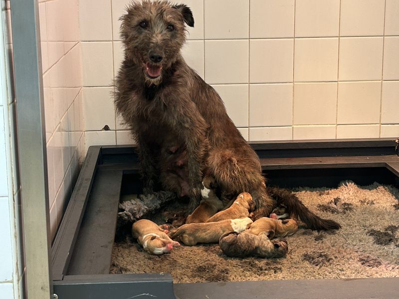 Olivia a grey lurcher cross sat with her nine puppies below her feeding