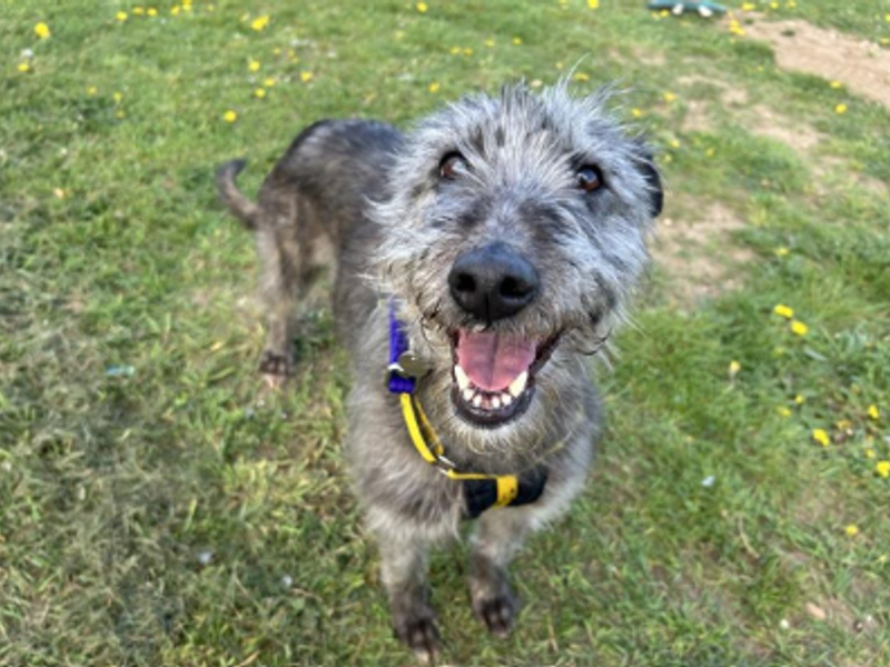 Olivia a dark grey lurcher cross open-mouthed looking a the camera on some grass