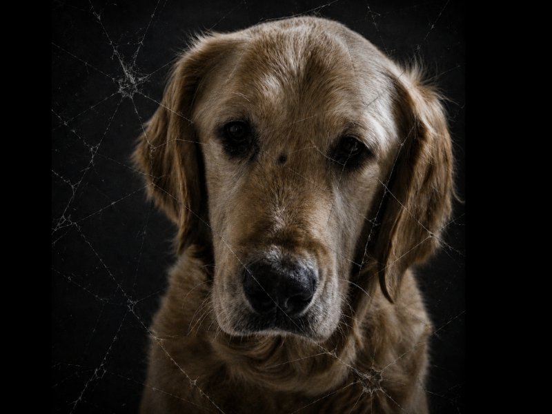 a dark shot image of a golden retriever called Remi looking at the camera with glass shattered effects on image