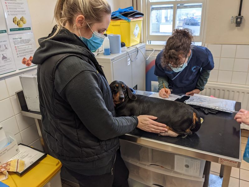 a black and tan Daschund sitting on a vet table being examined by two female veterinarians