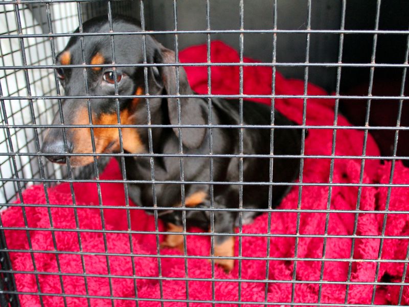 a black and tan heavily pregnant Daschund sitting in a crate