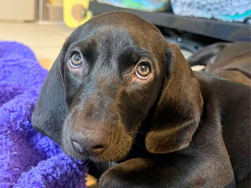 a brown spaniel puppy looking at the camera