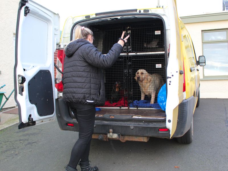 two heavily pregant dogs, one a golden retriever and the other a black and tan Daschund, in a van being transported by a woman canine carer