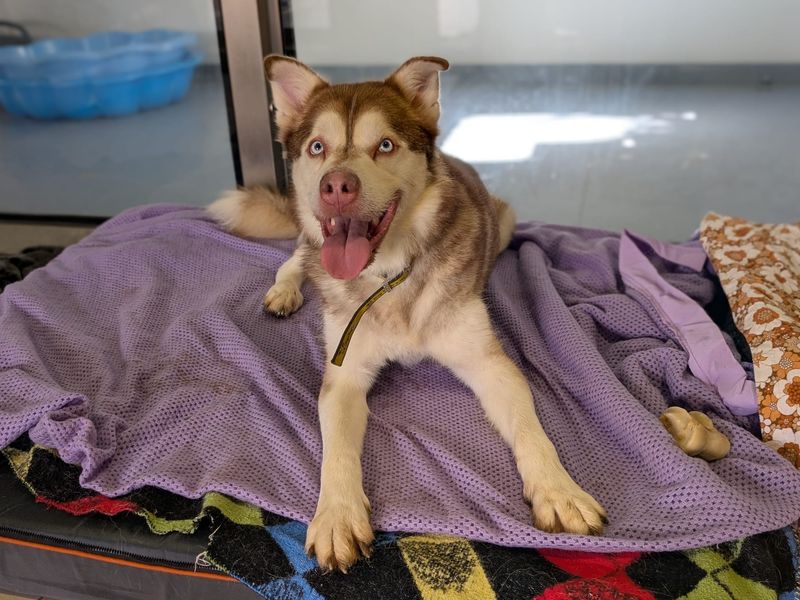 Husky cross, Forest, lying on a blanket