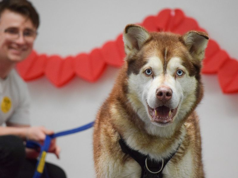 Husky cross, Forest, with Carer, Ryan.