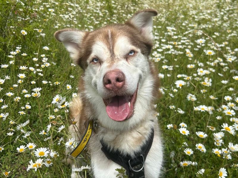 Husky cross, Forest, surrounded by flowers.