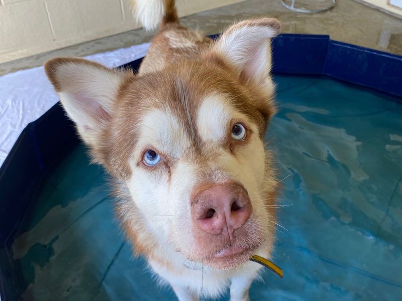 Husky cross, Forest, standing in a paddling pool.