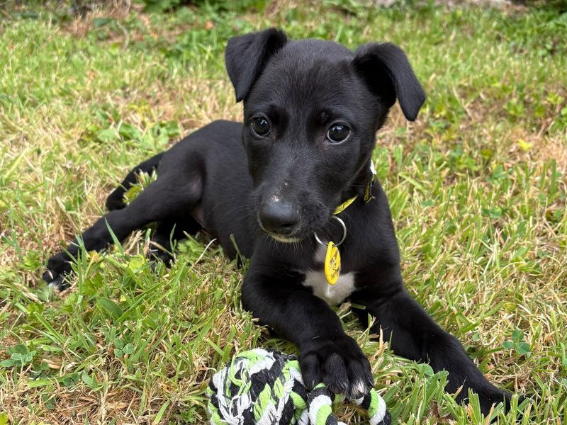 a black and white chested lurcher puppy laying in some grass with a rope toy in front of her