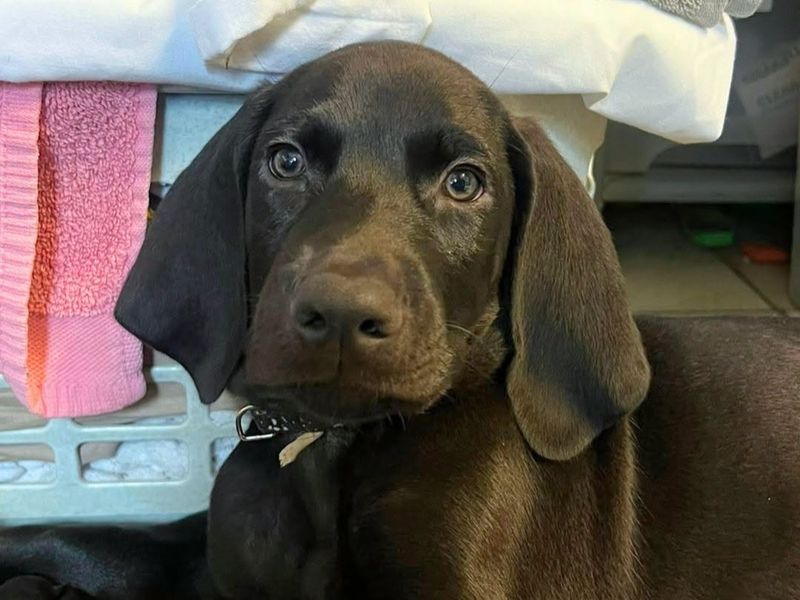 a brown spaniel puppy looking at the camera