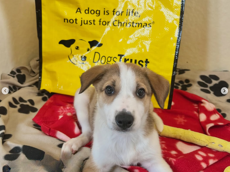 a white and brown spotted whippet cross puppy looking at the camera with a yellow adoption bag behind it