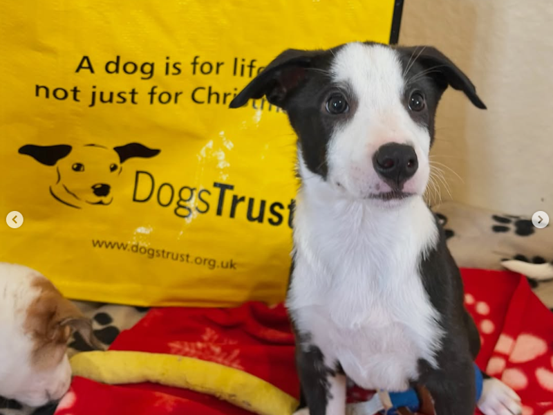 a white and black spotted whippet cross puppy looking at the camera with a yellow adoption bag behind it